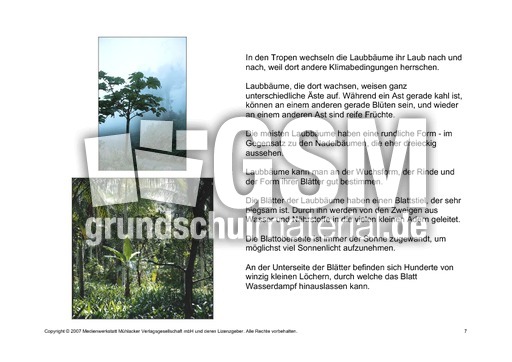 Bäume-Lesetext-7.pdf